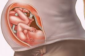 feto in utero immagine