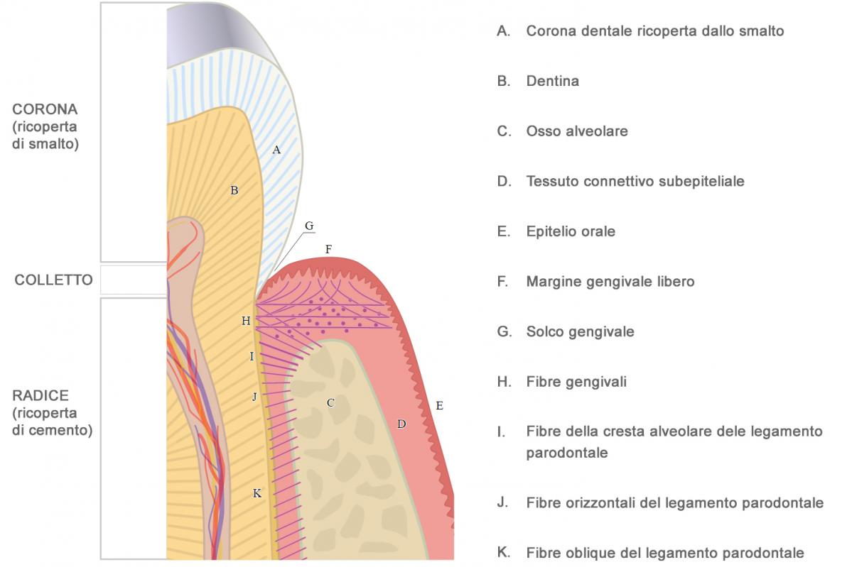 macro dettaglio attacco epiteliale sul parodonto