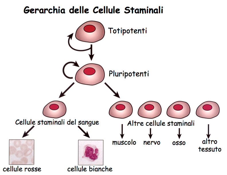 disegno gerarchia delle cellule staminali