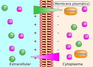 scambio di ioni attraverso la membrana cellulare